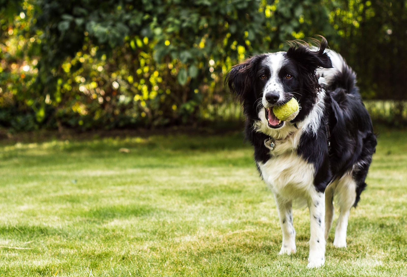 Dog holding a ball in its mouth