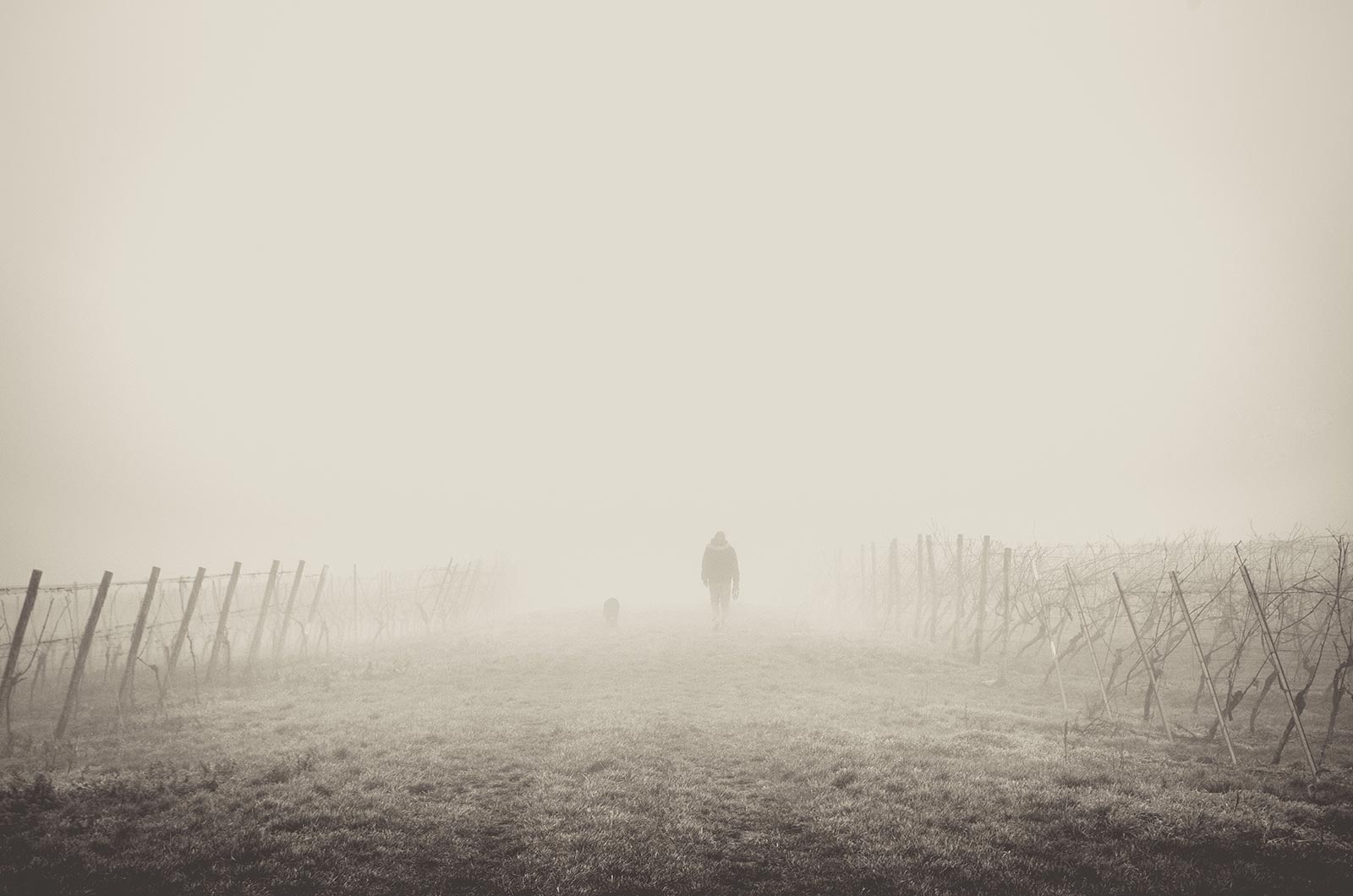 Man and dog walking down road through fog